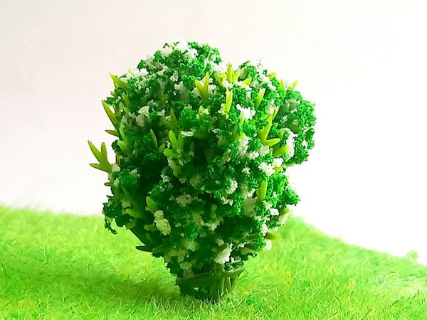Гаультерия вечнозеленая