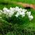 D10365 Пучки травы (декоративные кочки) с белыми цветами (ширина 25 мм, высота 15 мм), 5 шт.