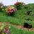 D10341 Пучки травы (декоративные кочки) с цветами (ширина 25 мм, высота 15 мм), 5 шт.