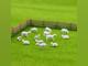 D70015 Овцы неокрашенные, для макетов и диорам
