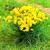 D10340 Пучки травы (кусты) с желтыми цветами (ширина 25 мм, высота 15 мм), 5 шт.